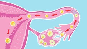 Progesterone And Its Usage